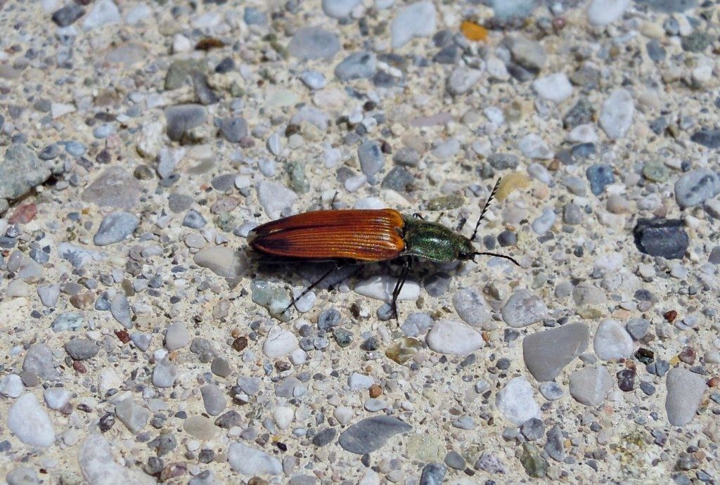 Elateridae: Ctenicera virens, femmina